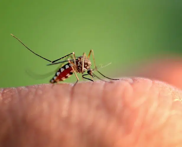 Mygga suger blod på hud i närbild med suddig bakgrund.