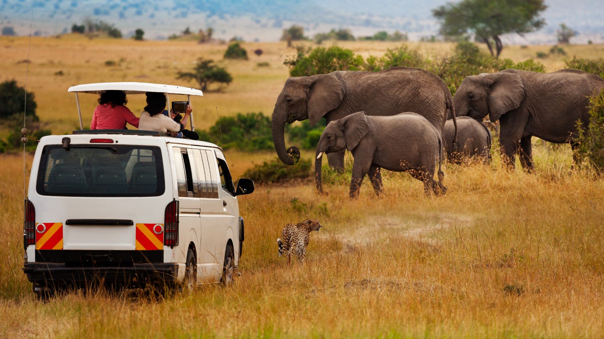 Safari i Afrika: turistbil möter elefanter och en gepard på savannen.