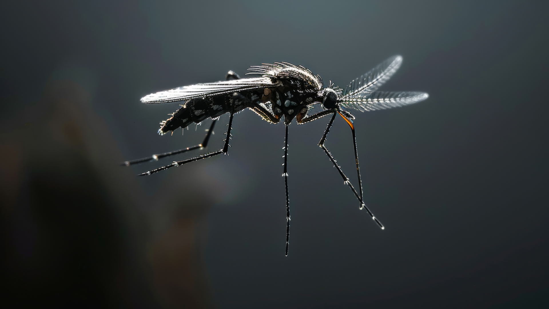 Mygga i närbild med mörk bakgrund, synliga antenner och ben.